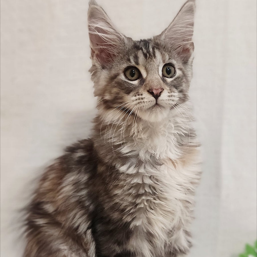 Caramelka Maine Coon female, black tortie silver tabby
