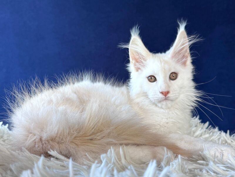 Baxter Maine Coon male, red silver