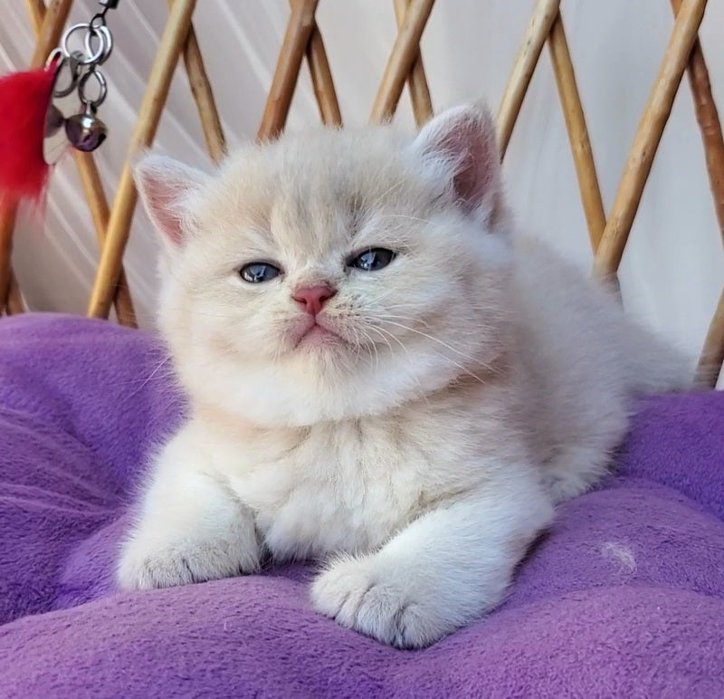 Willy British Shorthair male, lilac golden chinchilla