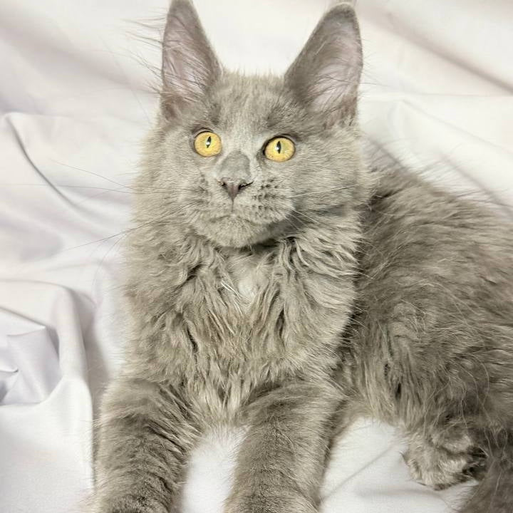 Fablette Maine Coon polydactyl 6x6x6x6 female, blue silver with white