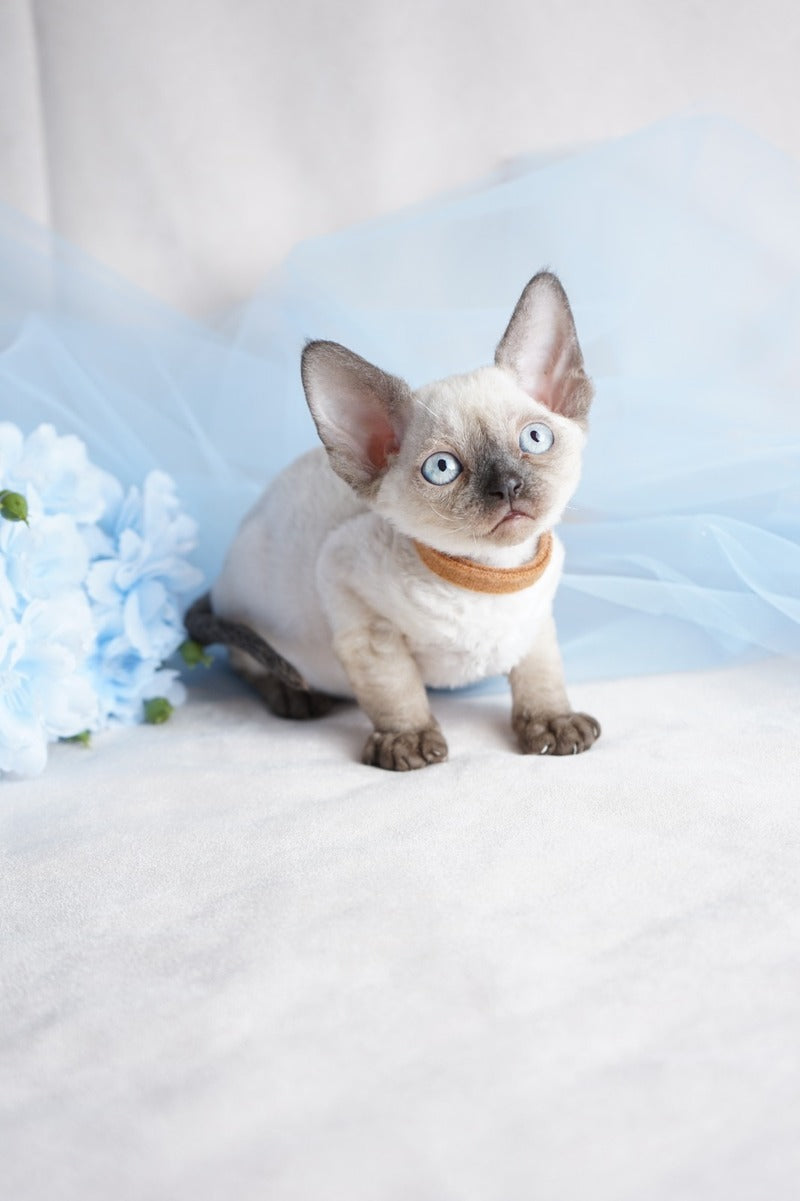Oreo Devon Rex male, black pointed