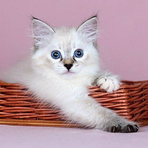Juliet Siberian female, black with white tabby pointed