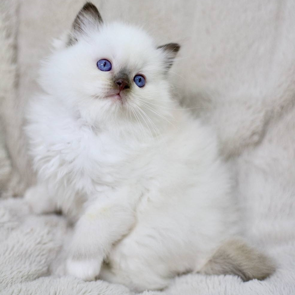 Kimi Ragdoll male, black mitted