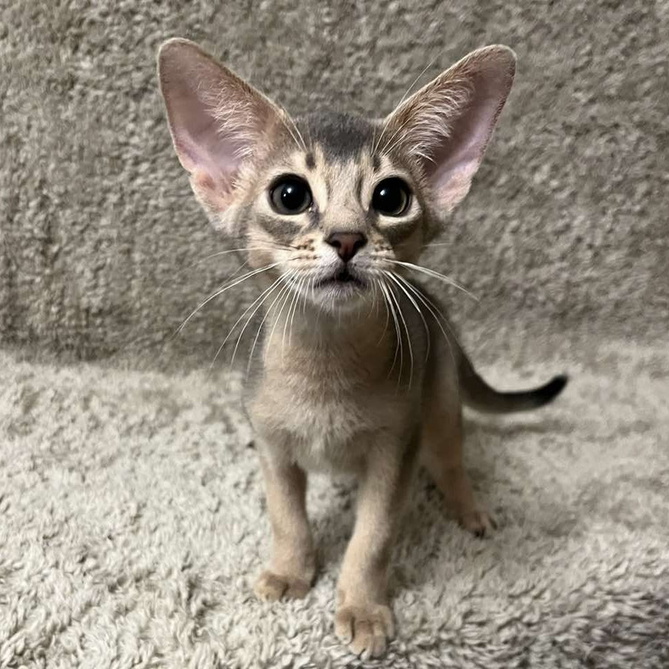 Henri Abyssinian male, blue