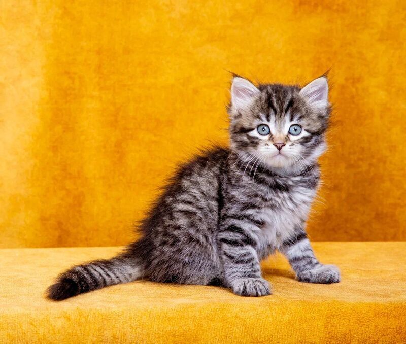 Dastin Siberian male, black spotted tabby