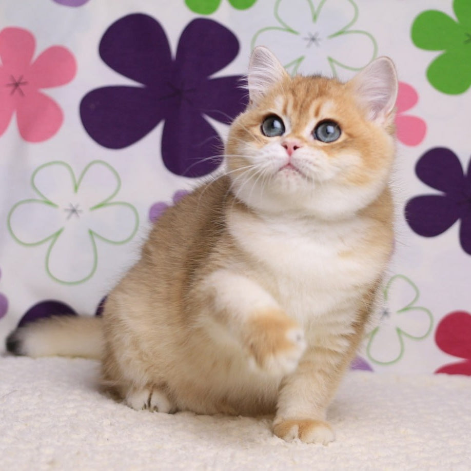 Saharok British Shorthair male, black golden chinchilla