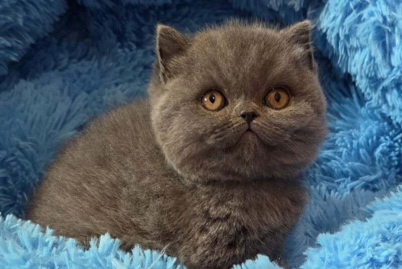 Terra Scottish Straight female blue - live animals