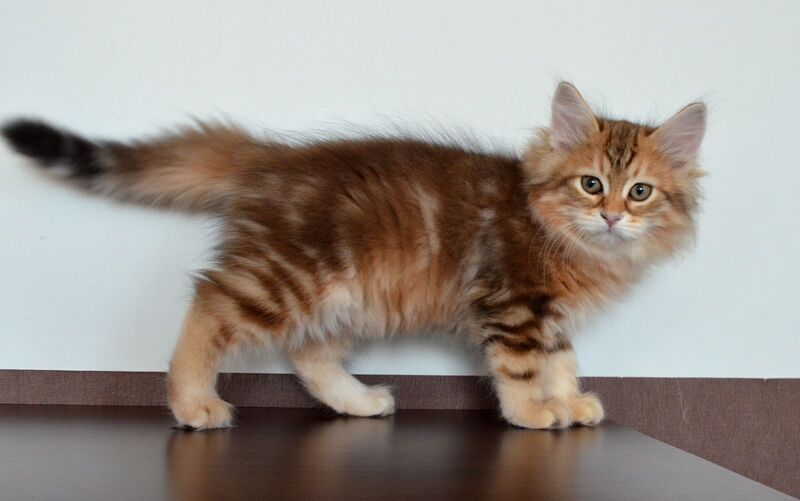 Stella Siberian female, black golden tabby