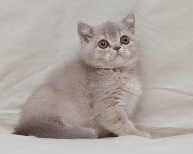 Nyasha British Shorthair female, lilac ticked tabby