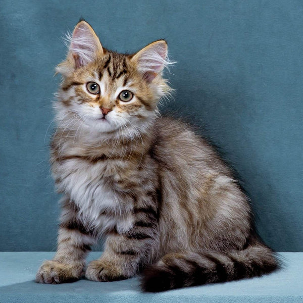 Korzhik Siberian male, black spotted tabby