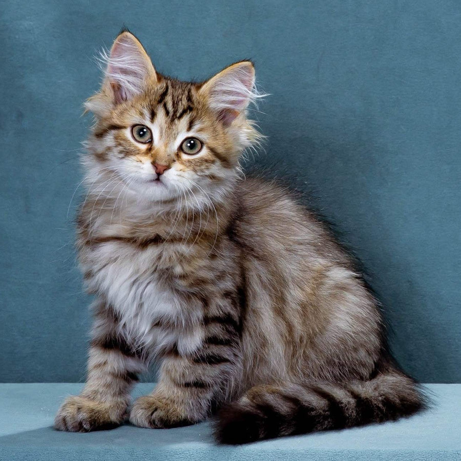 Korzhik Siberian male, black spotted tabby