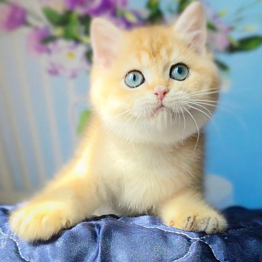 Timka British Shorthair male, black golden chinchilla