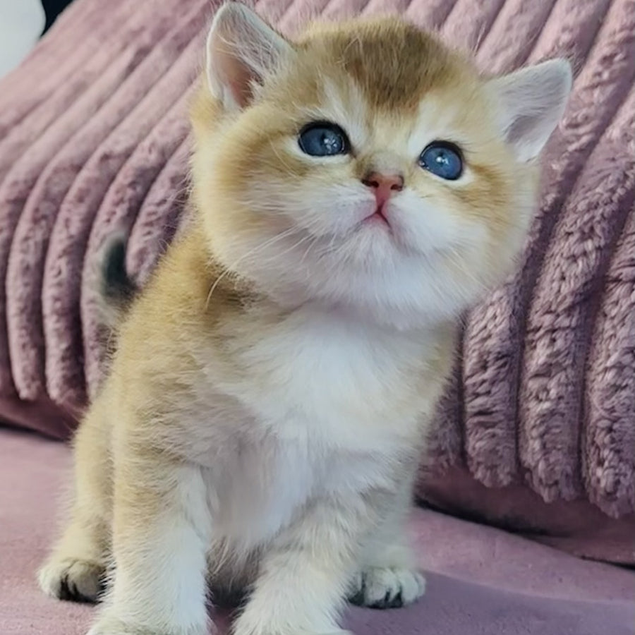 Infinity Star British Shorthair female, black golden shaded