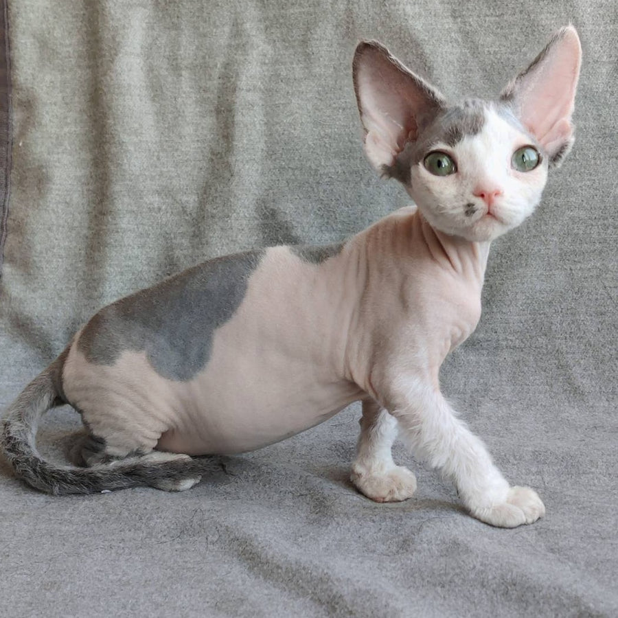 Merilyn Devon Rex female, blue harlequin