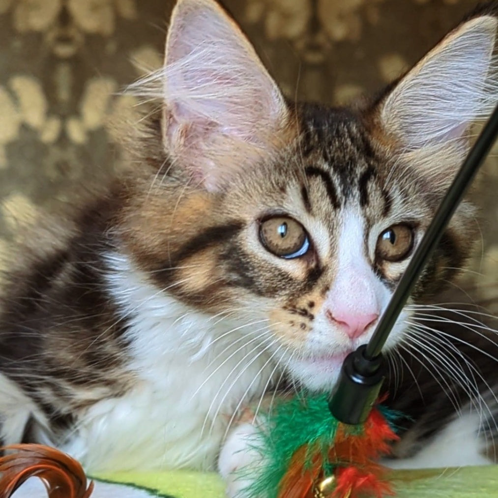 Haridvari Maine Coon female, black tabby with white