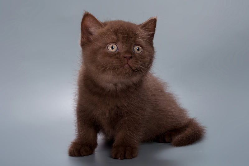Hershey British Shorthair male, chocolate