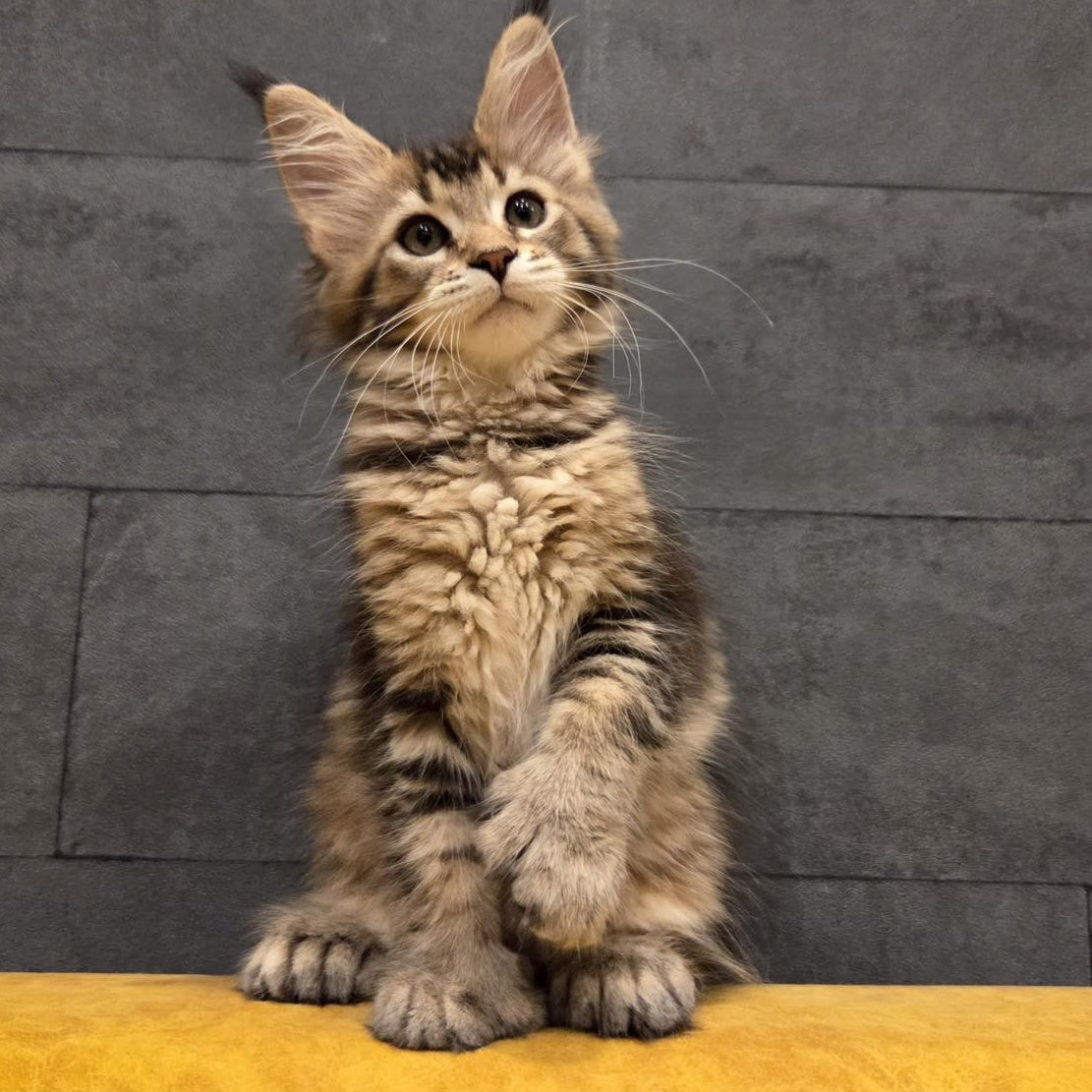 Ruslana Maine Coon polydactyl 6x6x6x6 female, black golden ticked tabby