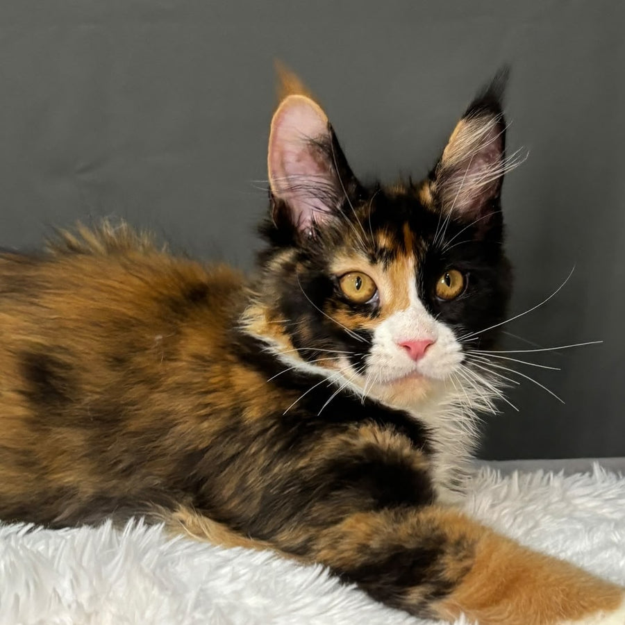 Dilara Maine Coon female, black tortie bicolour