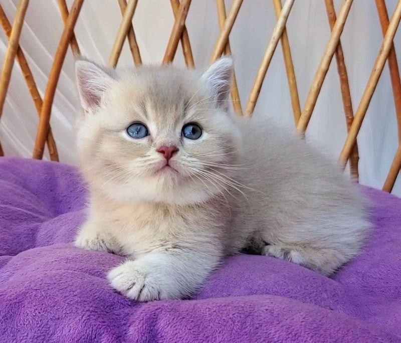 Woody British Shorthair male, lilac golden ticked tabby