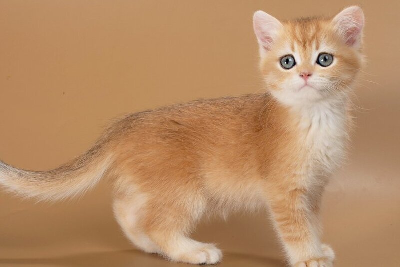 Enisey British Shorthair male, black golden shaded