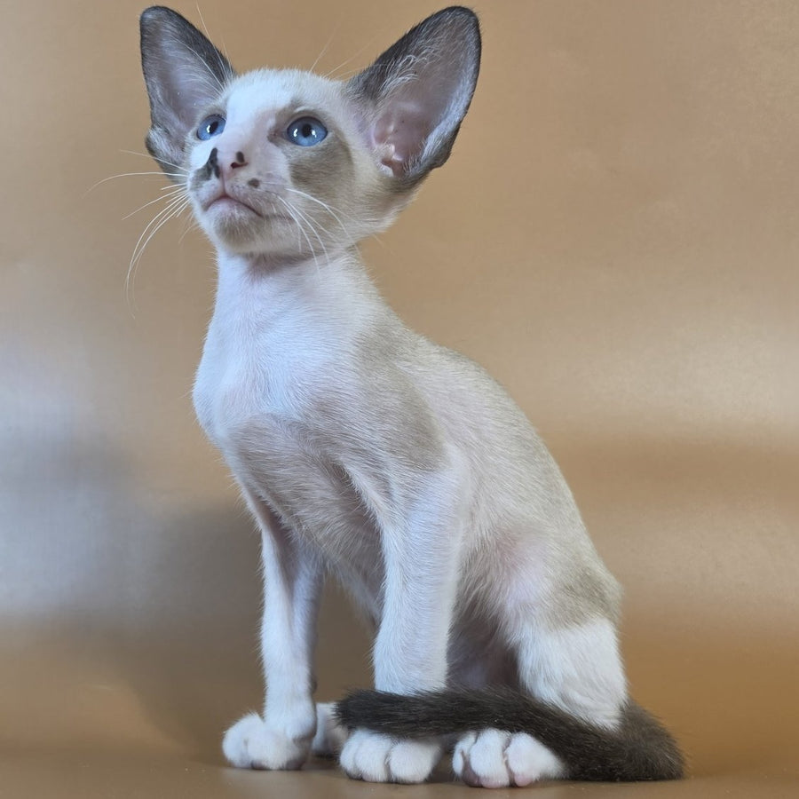 Cheesecake Oriental Shorthair male, black mitted