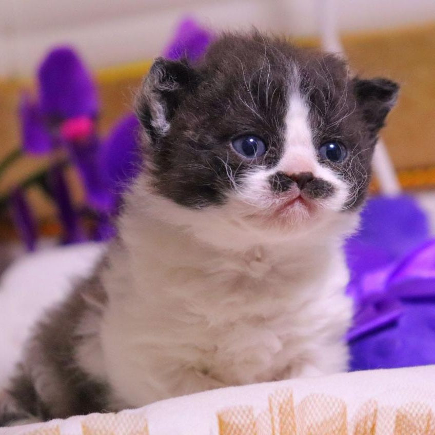 Derec Selkirk Rex male, black bicolour