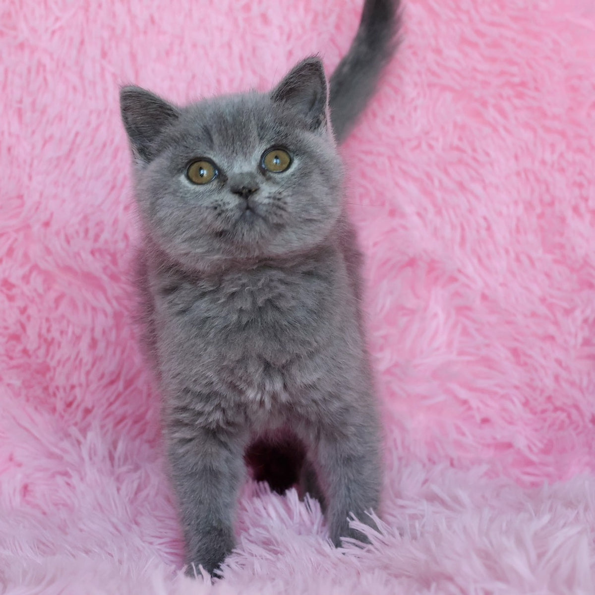 Xara British Shorthair female, blue