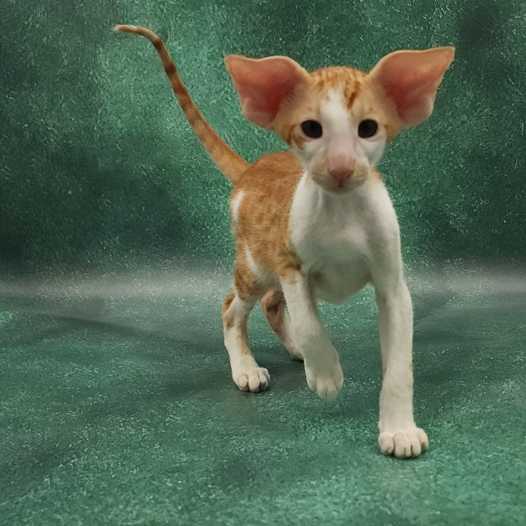 Ziggy Oriental Shorthair male, red bicolour spotted tabby