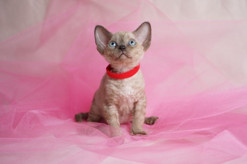 Naila Devon Rex female chocolate pointed - live animals