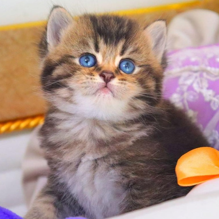 Nestor British Shorthair male, black ticked tabby