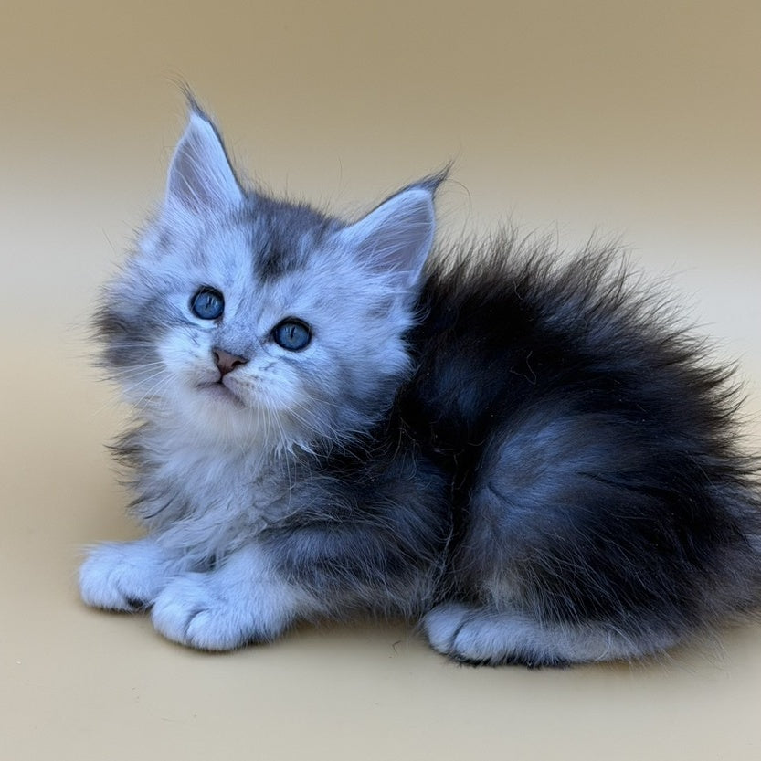 Hugo Maine Coon male, black silver ticked tabby