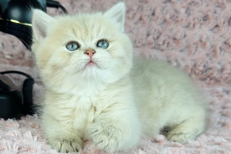 Beautiful Anita British Shorthair female lilac golden spotted tabby - live animals