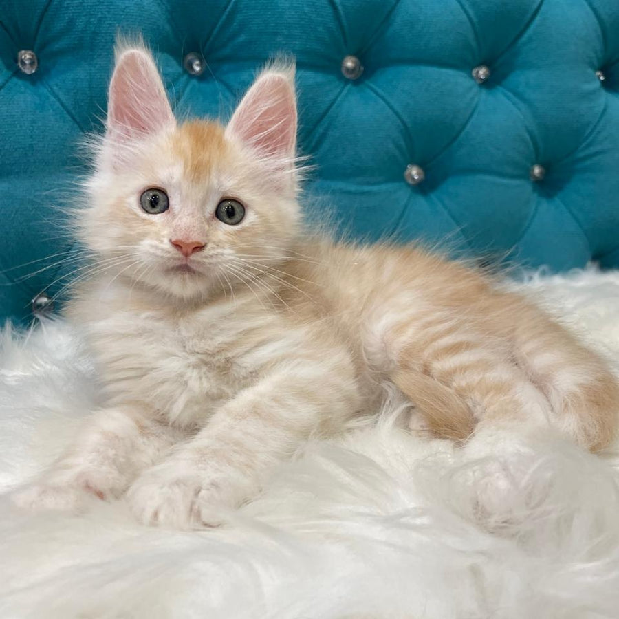 Timofey Maine Coon male, red silver