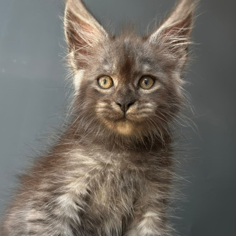 First Maine Coon male, black silver