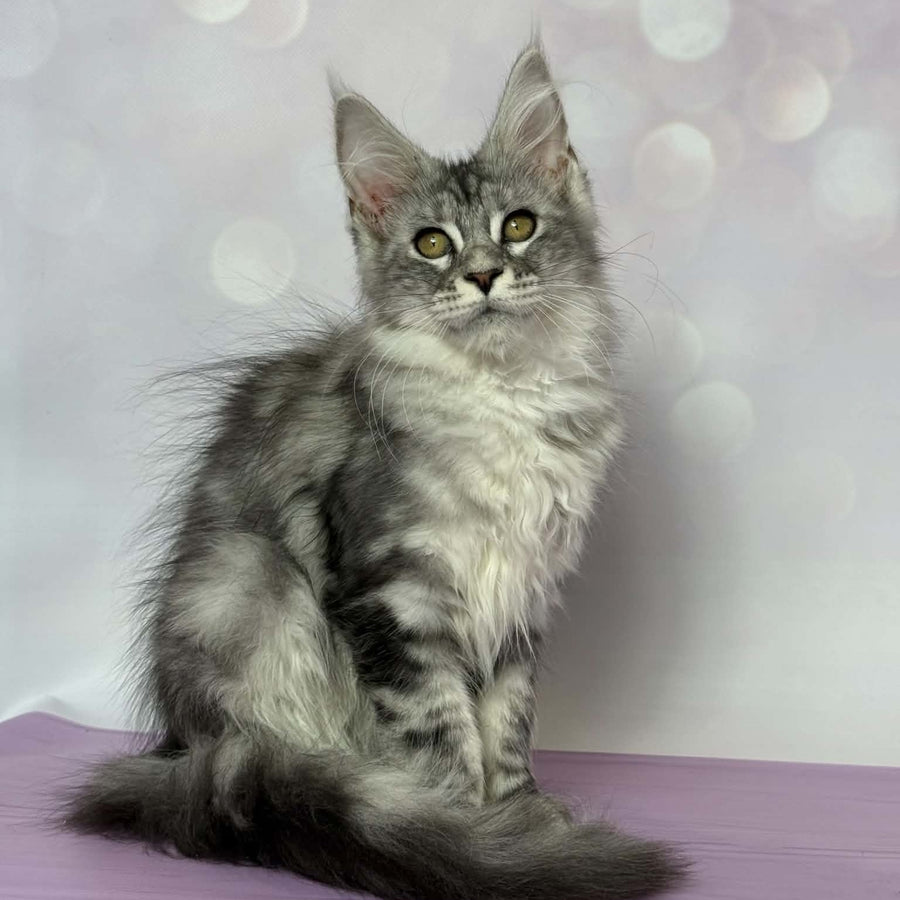 Clover Maine Coon female, black silver tabby