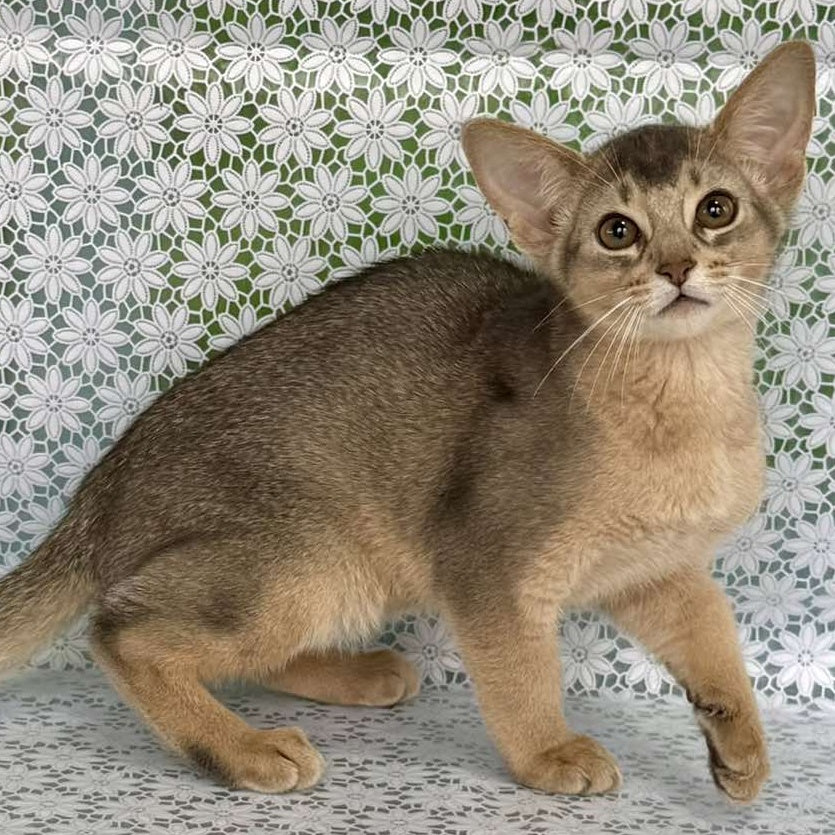 Fiesta Abyssinian female, blue