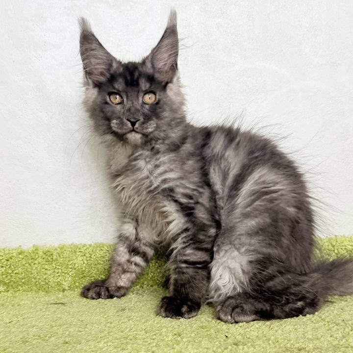Katherine Maine Coon female, black silver