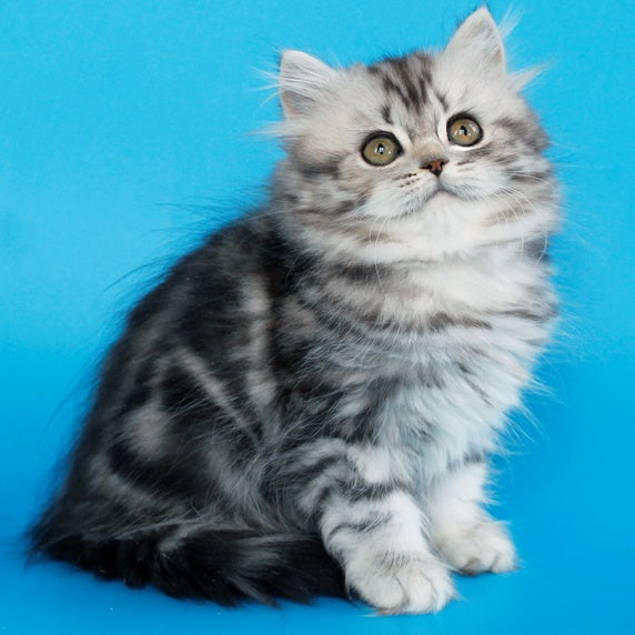 Yalvina British Shorthair female, black silver tabby