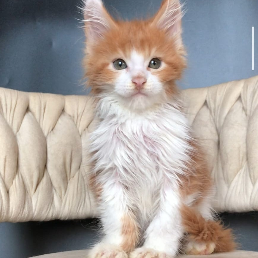 Amos Maine Coon male, red bicolour
