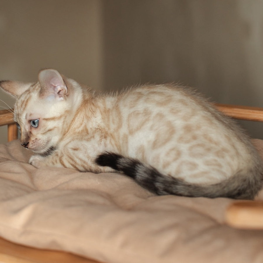 Nelson Bengal male, black pointed