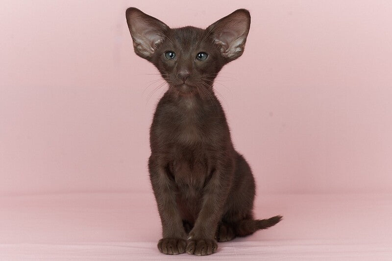 Quentin Oriental Shorthair male chocolate - live animals