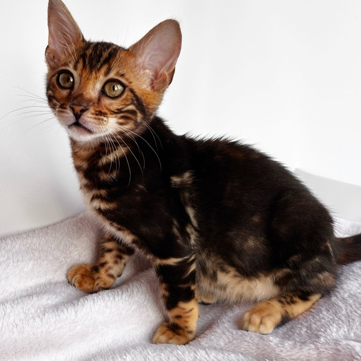 Drakula Bengal male, black tabby