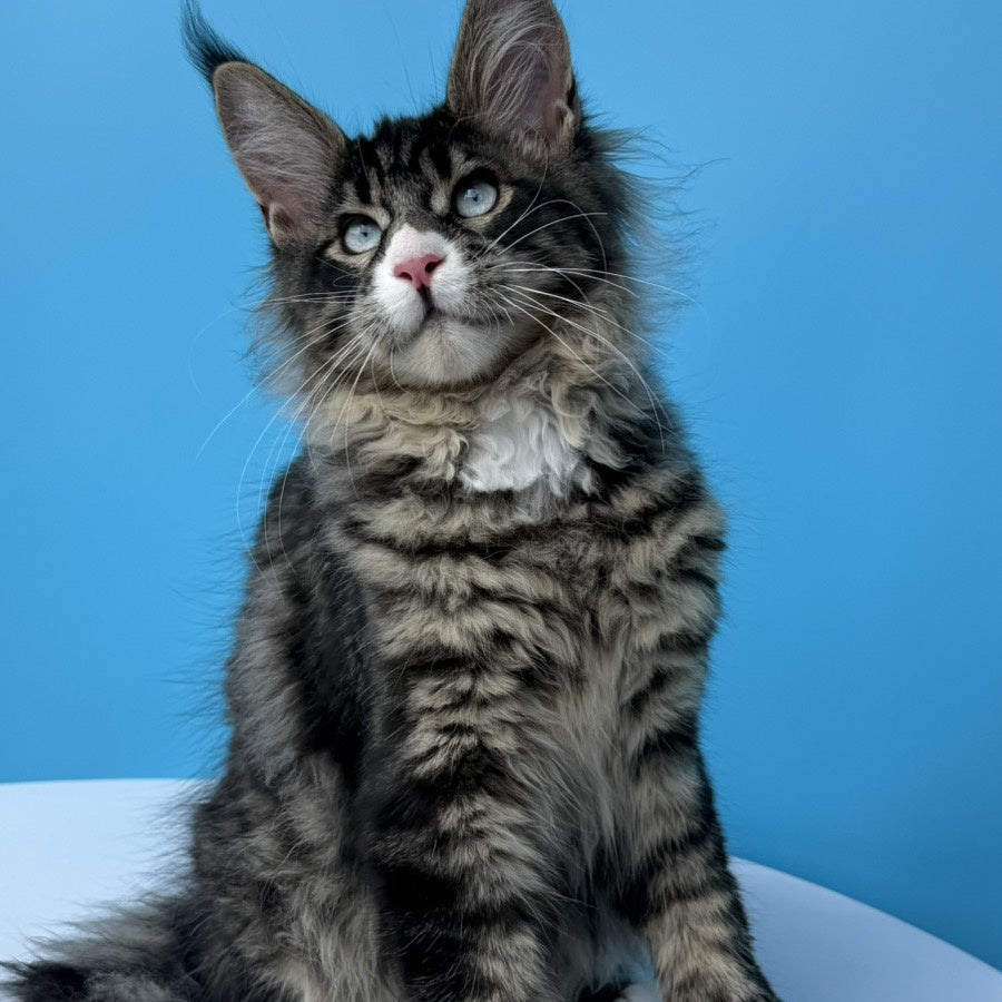 Kira’s Maine Coon polydactyl 6x6x6x6 male, black spotted tabby bicolour