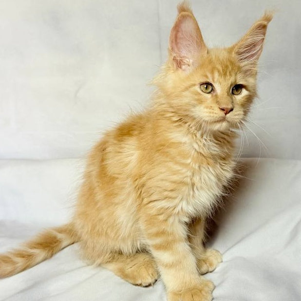 Lazarus Maine Coon polydactyl 6x6x6x6 male, cream silver tabby