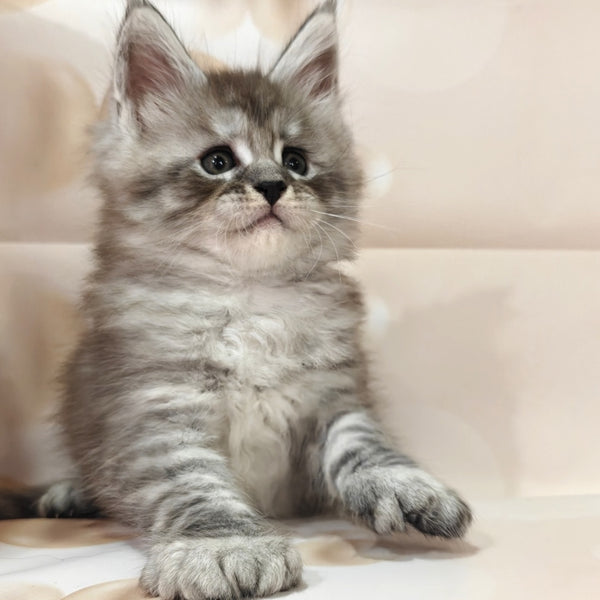 Favourite Maine Coon polydactyl 6x6x6x6 male, black silver