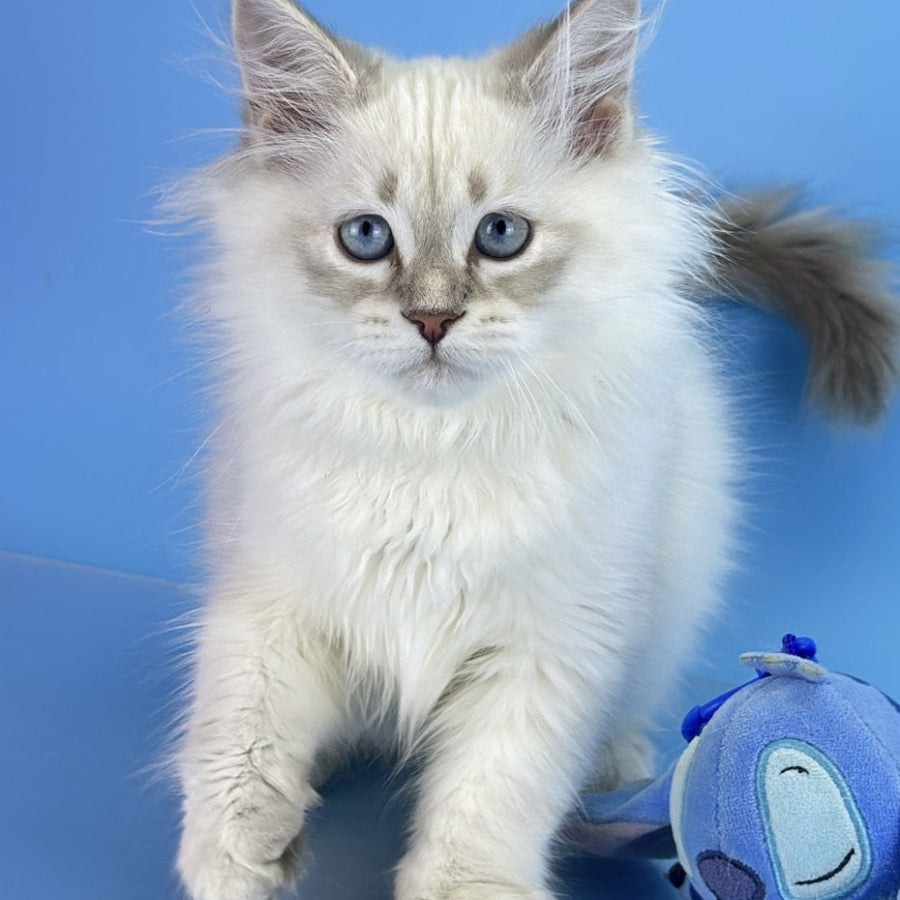 Xander Siberian male, blue tabby pointed