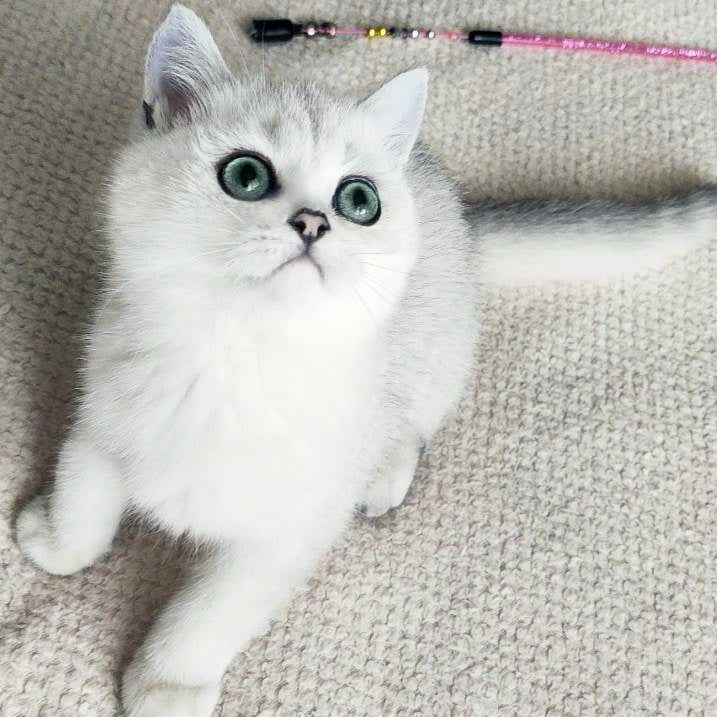Kardinal British Shorthair male, black silver shaded