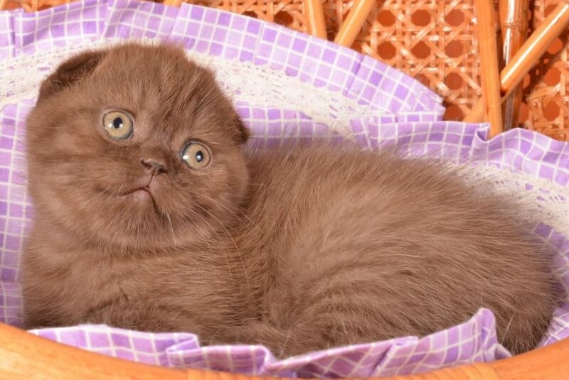 Tutta Scottish Fold female, chocolate