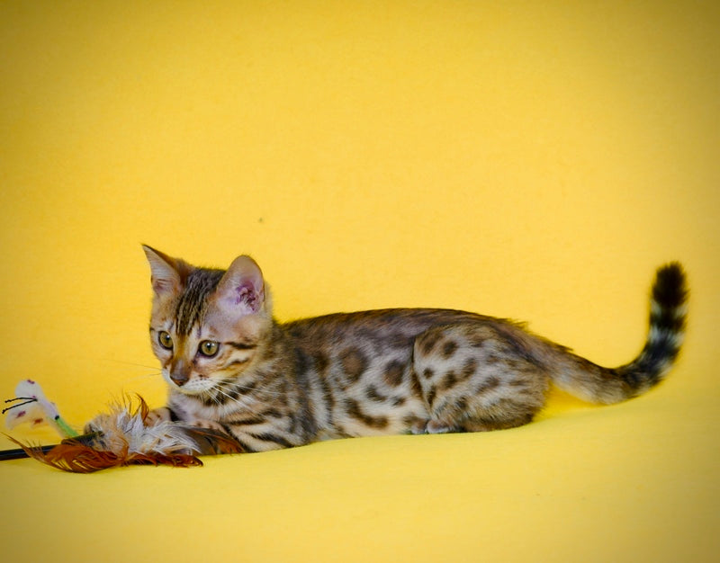 Jaguar Bengal male, black spotted tabby
