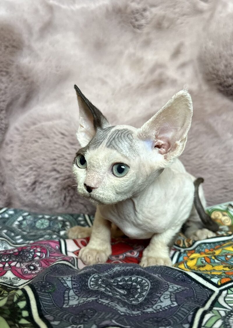 Van Devon Rex male, black harlequin